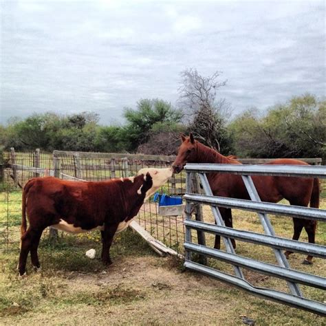 Cow and Horse | Horses, Animals, Beautiful pictures