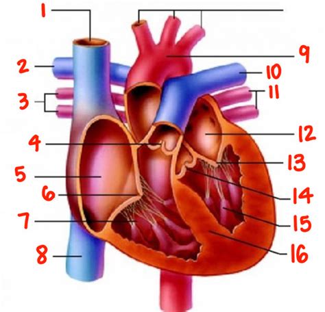 Chapter 13 Cardiovascular System Flashcards Quizlet