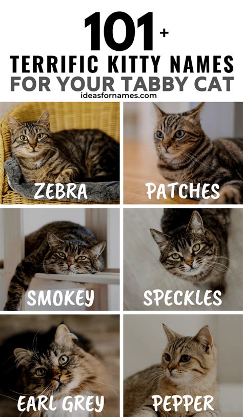101+ Terrific Tabby Cat Name Ideas For Your New Cat Or Kitten | Tabby