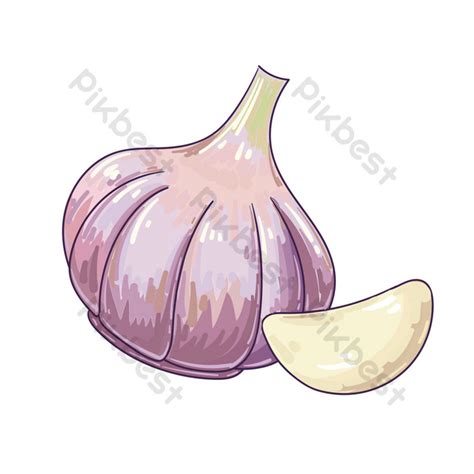 drawing vegetable garlic illustration png images ai