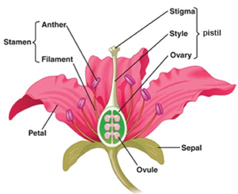 Flower Diagram Sepal Ovule Pistil Stigma Plant Reproduction