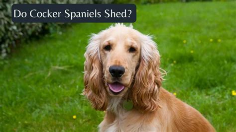 Do Cocker Spaniels Shed Shedding Frequency And Complete Guide