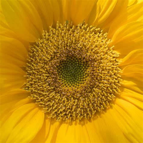 Close-up of honey bees on sunflower pollen - StockFreedom - Premium ...