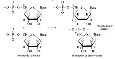 Which moieties of nucleosides are involved in the formation of ...