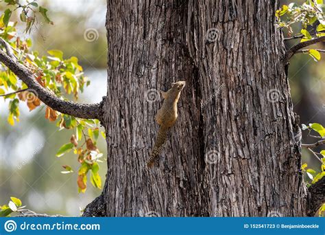 Squirrel Climbing On A Tree Stock Image Image Of Nature Park 152541723