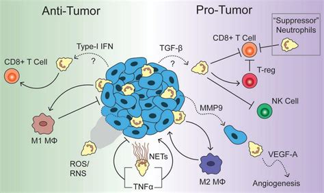 Nature 肿瘤微环境内的中性粒细胞或是治疗新突破口 知乎