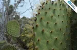 Galapagos Islands Prickly Pear Cactus In Rabida Island