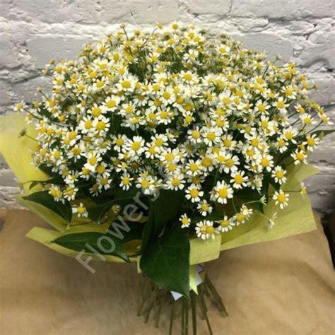 Букет из 25 маленьких ромашек купить с бесплатной доставкой в Москве по ...
