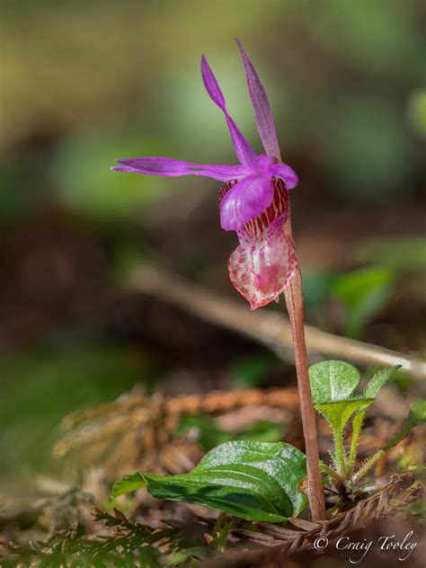 never transplant Calypso Orchids – Mendonoma Sightings