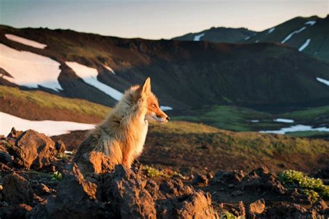 Photo Tibetan Fox Gorodprizrak