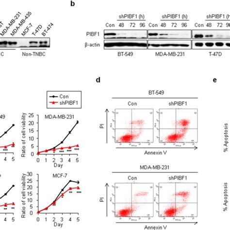 PIBF1 Inhibits The ATR CHK1 Pathway In TNBC Cell Lines A Gene Set