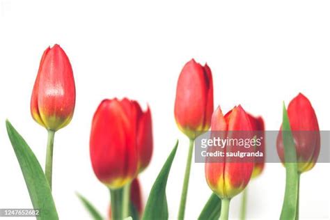 464 Four Tulips Stock Photos High Res Pictures And Images Getty Images