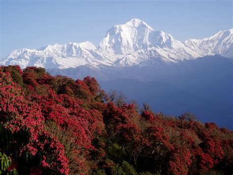 750x1334 Resolution Bed Of Red Petaled Flowers Nepal Himalayas