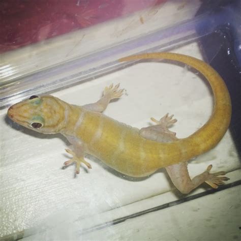 Golden Gecko Facts and Pictures