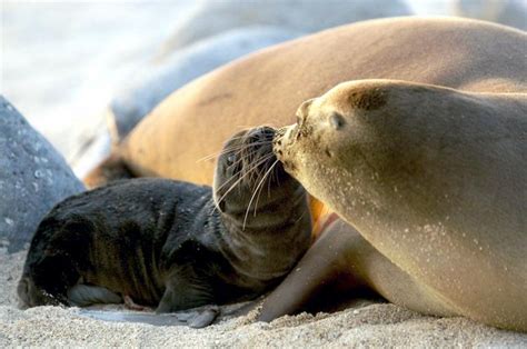 Galápagos Sea Lion – "OCEAN TREASURES" Memorial Library