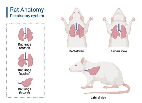 Rat Respiratory System Biorender Science Templates