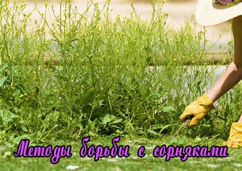Как избавиться от сорняков — правила борьбы с сорными растениями — Мои ...