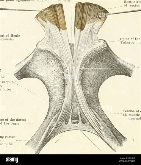 An Atlas Of Human Anatomy For Students And Physicians 1919