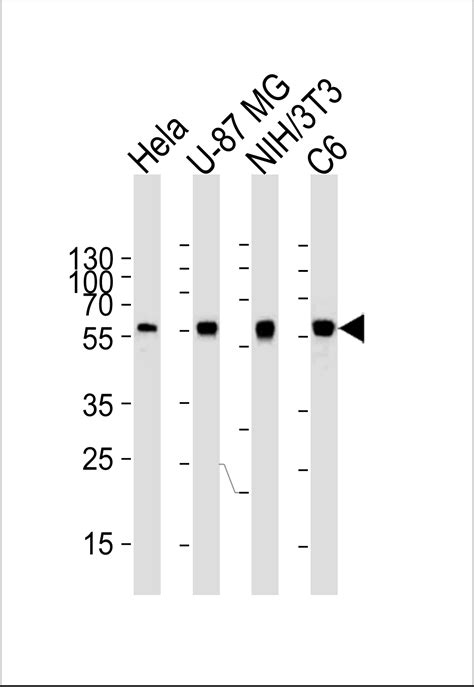 ATG5 Antibody Purified Mouse Monoclonal Antibody Mab WB E Buy Now