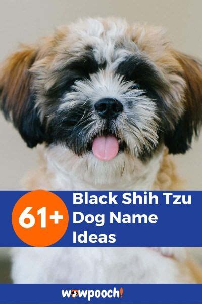 61+ Best Black Shih Tzu Dog Name Ideas - WowPooch