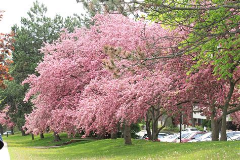 21 of the Best Redbud Varieties | Gardener’s Path