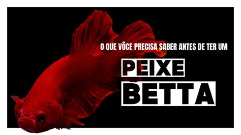 Os Segredos Do Peixe Betta Descubra Comportamentos Fascinantes E