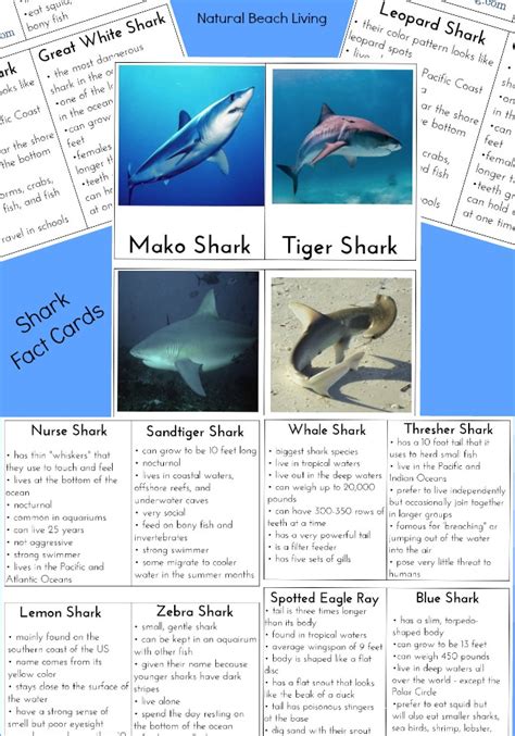 Shark Facts For Kids Printable