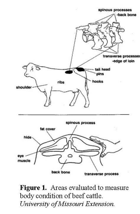 Body Condition Scores Extension Beef Cattle Program Montana State