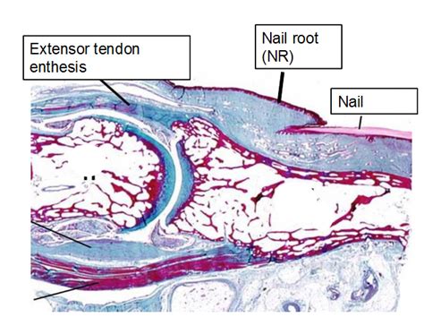 Nail Anatomy and The Nail Enthesis