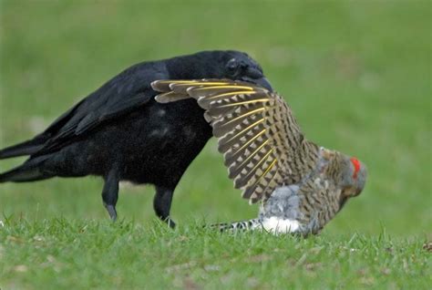 zoology - What is this crow eating, and is it a common part of the ...