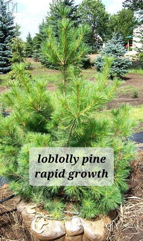 100 Loblolly Pine Tree Pinus Taeda Seedlings 10 20” Bareroot Fast