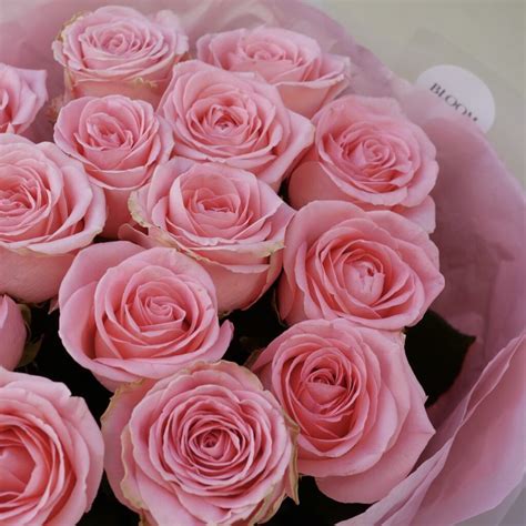 Róża Sophia Loren - bloomflowers.pl