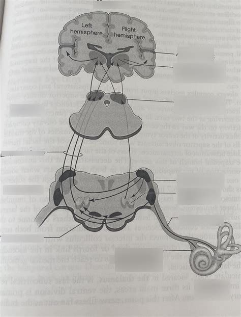 Central Auditory Pathway Diagram Quizlet