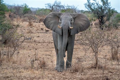 Elefante de orejas abiertas en el parque kruger sudáfrica listo para ...