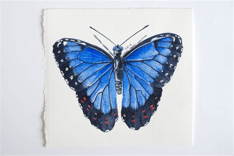 Blue Morpho Butterfly Drawing At Paintingvalley Explore