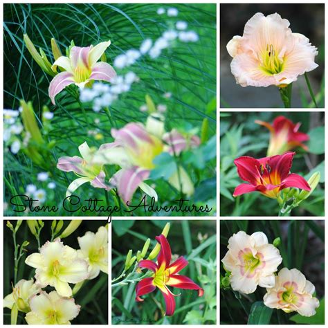 Stone Cottage Adventures: Daylily Varieties in My Garden