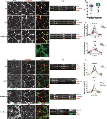 Full Article Scribble Lgl And Myosin Iia Interact With Catenin