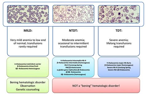 Figure 1 from New Insights Into Pathophysiology of β Thalassemia