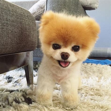 Pomeranian Teddy Bear Haircuts