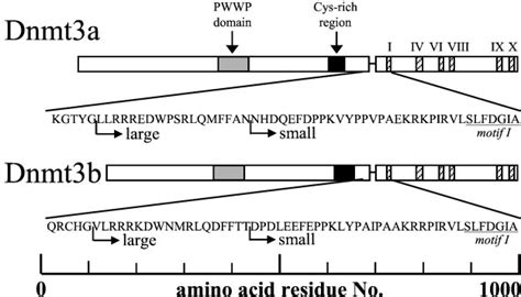 Schematic Overview Of The Organization Of The Dnmt3a And Dnmt3b