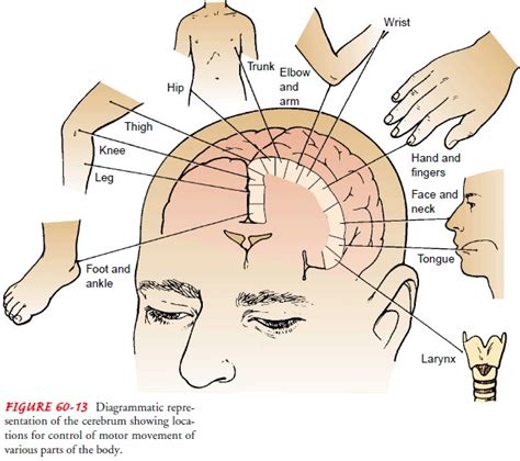 Motor and Sensory Functions of the Nervous System