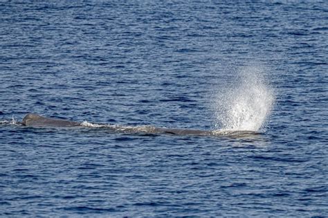 Premium Photo Blow Of Sperm Whale At Sunset While Blowing Breath