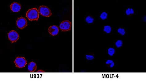 Human Siglec 3 CD33 Antibody MAB11371 By R D Systems Part Of Bio Techne