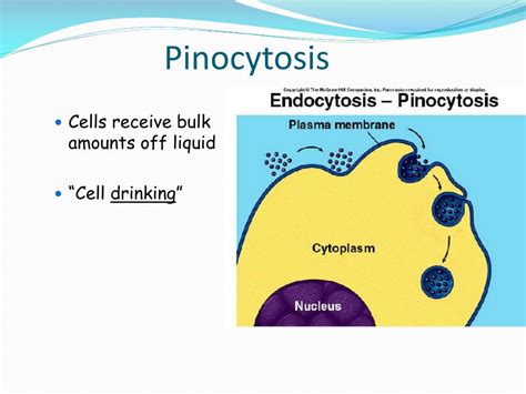 Ppt Ch 5 Cell Membrane And Transport Powerpoint Presentation Free Download Id2180119