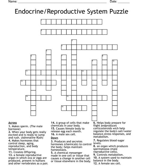 Endocrine And Reproductive System Crossword Wordmint