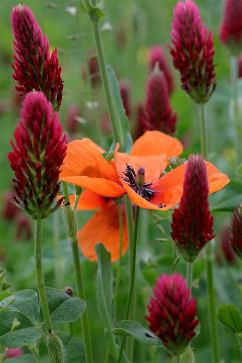 Trèfle Coquelicot Fleurs Les Photo Gratuite Sur Pixabay Pixabay