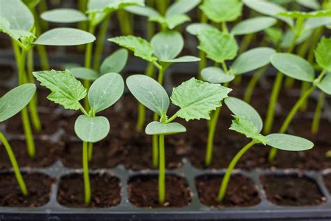 How To Fertilize Seedlings Minneopa Orchards