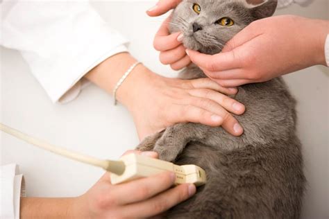 Ultrasound in Cats