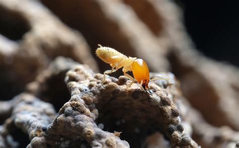 Is It Possible To Get Sick From Termites Ninja Pest Control