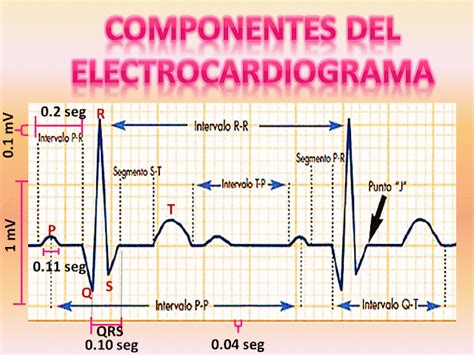 Fisiolog A Humana Componentes De Un Electrocardiograma